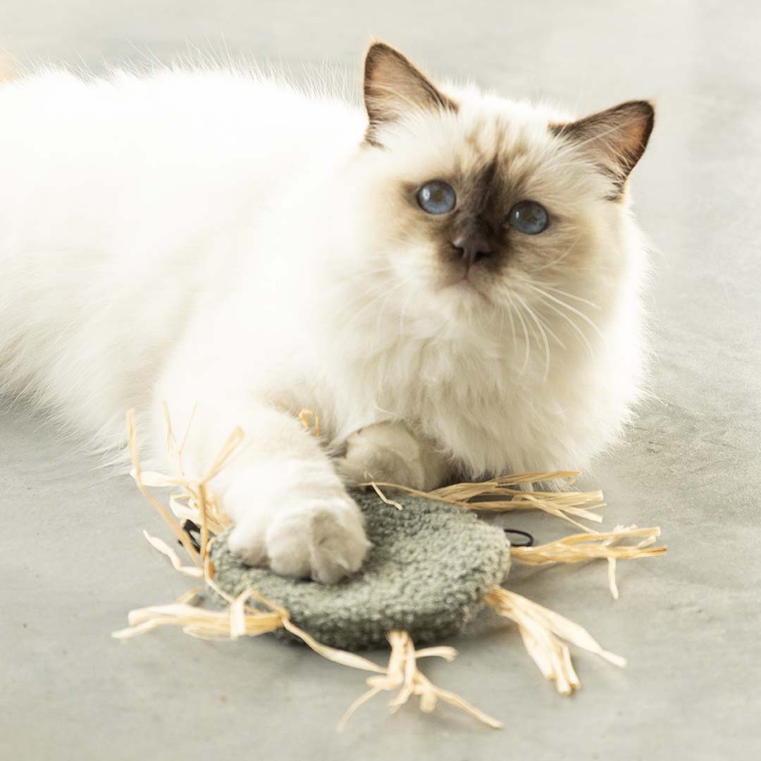 MILLY kattenspeeltje - Afbeelding 2