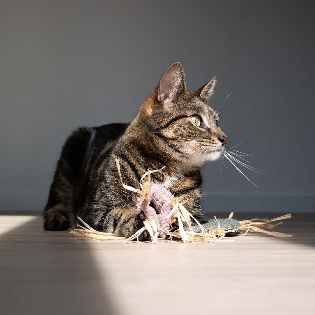 MILLY kattenspeeltje - Afbeelding 8